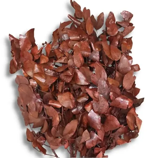 Imagen de Ramo de eucaliptus seco de hoja redonda mini procesado color rojo amarronado