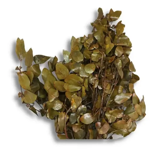 Imagen de Ramo de eucaliptus seco de hoja redonda mini procesado pintado color verde oliva