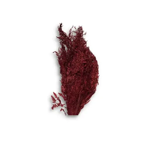 Imagen de Ramo de calaguala seca enrollada o crespa de color rojo fuerte
