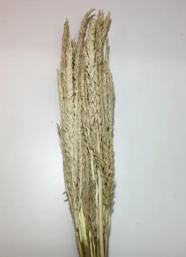 Imagen de Ramo de flores secas espiga de maiz o choclo color natural