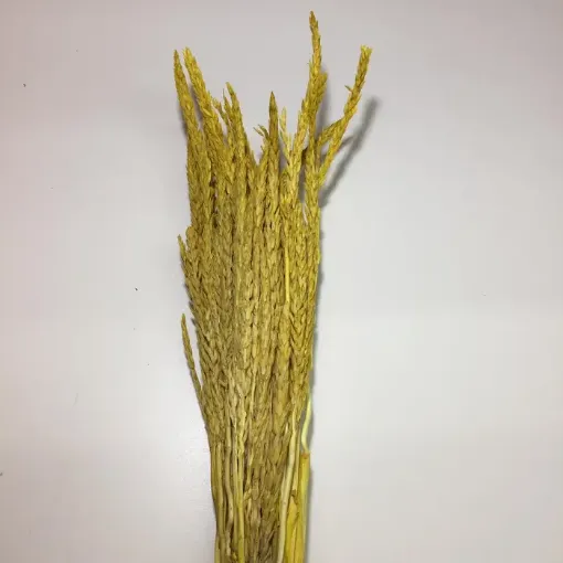 Imagen de Ramo de flores secas espiga de maiz o choclo color amarillo