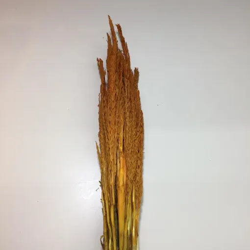 Imagen de Ramo de flores secas espiga de maiz o choclo color naranja