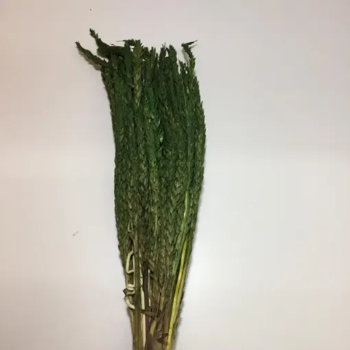 Imagen de Ramo de flores secas espiga de maiz o choclo color verde
