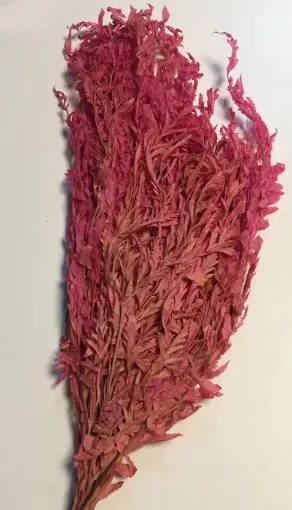Imagen de Ramo de calaguala seca enrollada o crespa de color rosado