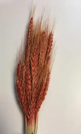 Imagen de Ramo seco de espigas de trigo color naranja
