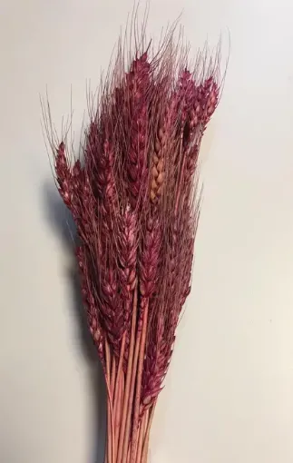 Imagen de Ramo seco de espigas de trigo color fucsia
