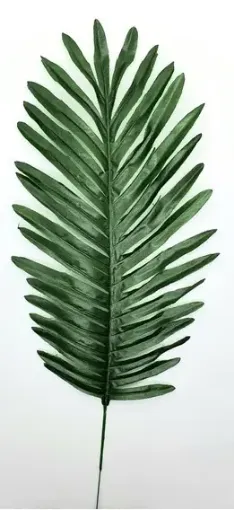 Imagen de Varas de hojas de palma de 46cms. F2437