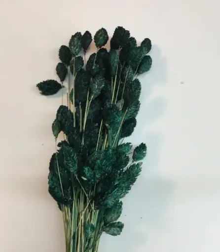 Imagen de Ramo de alpiste seco de color verde oscuro