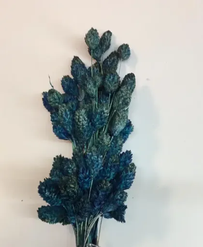 Imagen de Ramo de alpiste seco de color azul fuerte