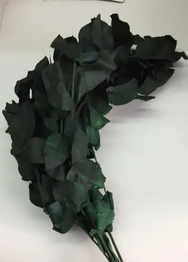 Imagen de Ramo de eucaliptus seco de hoja redonda procesado color verde oscuro