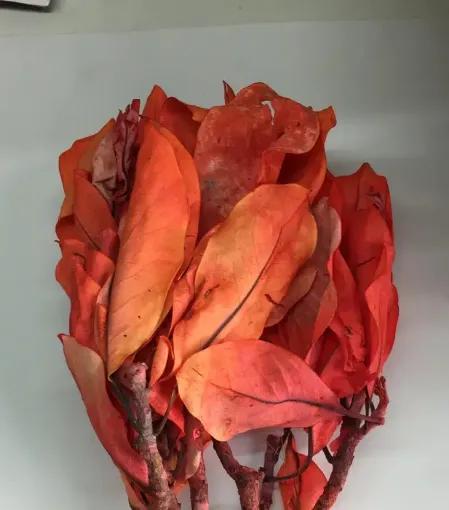 Imagen de Ramo de magnolia seca color rojo
