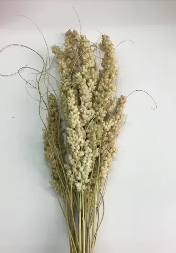 Imagen de Ramo de arroz de playa o maritimo seco de color natural