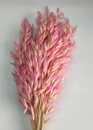 Imagen de Ramo de flores secas avena de color rosado claro