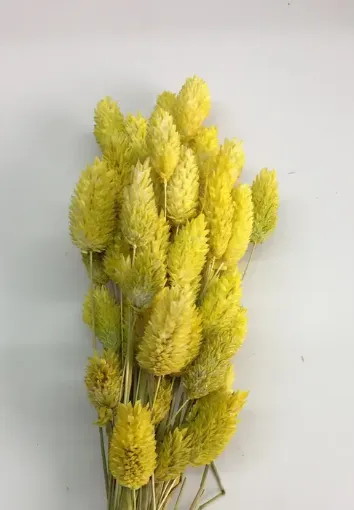 Imagen de Ramo de alpiste seco de color amarillo limon