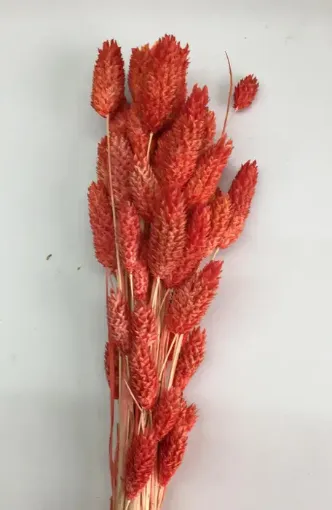 Imagen de Ramo de alpiste seco de color rojo claro