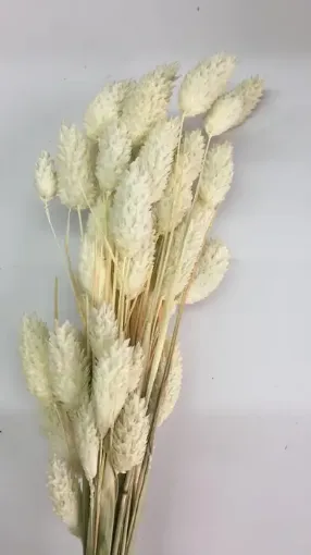 Imagen de Ramo de alpiste seco de color blanco decolorado