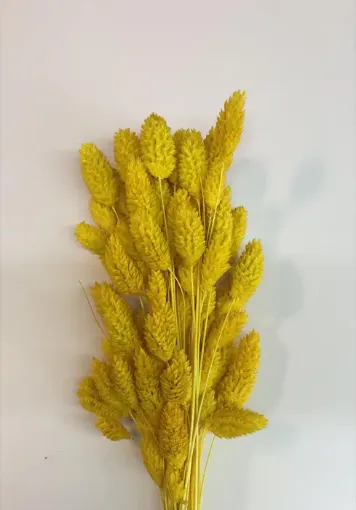 Imagen de Ramo de alpiste seco de color amarillo