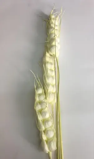 Imagen de Vara de espigas de cebada *3 de 120cms. color blanco