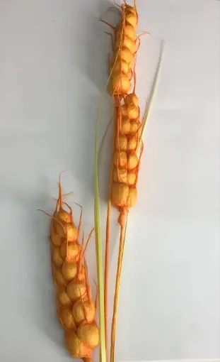 Imagen de Vara de espigas de cebada *3 de 120cms. color naranja