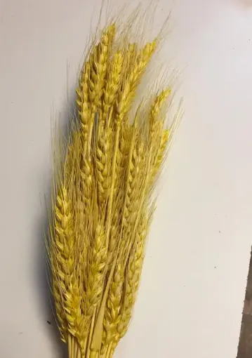 Imagen de Ramo seco de espigas de trigo color amarillo