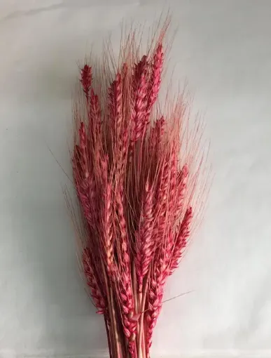 Imagen de Ramo seco de espigas de trigo color rosado