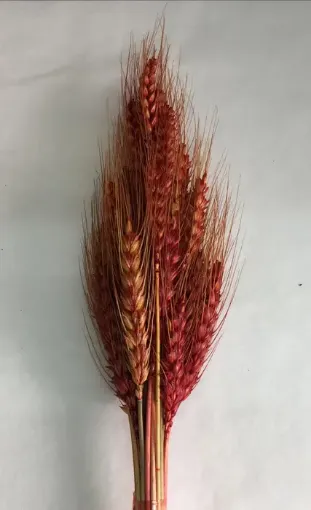 Imagen de Ramo seco de espigas de trigo color rojo