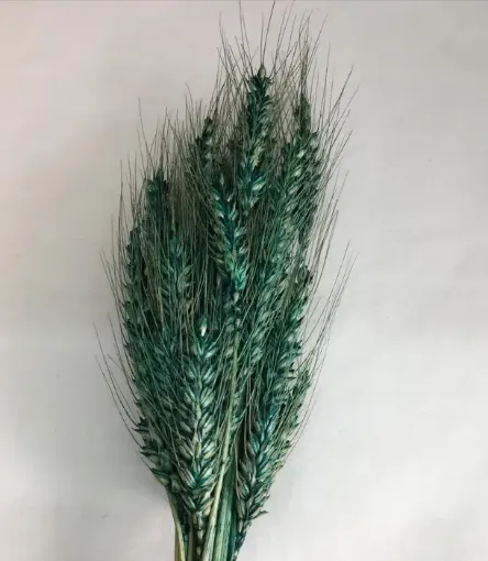 Imagen de Ramo seco de espigas de trigo color verde
