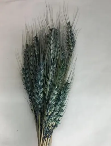 Imagen de Ramo seco de espigas de trigo color azul