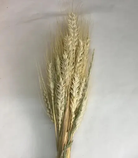 Imagen de Ramo seco de espigas de trigo color natural