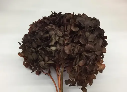 Imagen de Ramo de hortensias glicerinadas de color marron oscuro