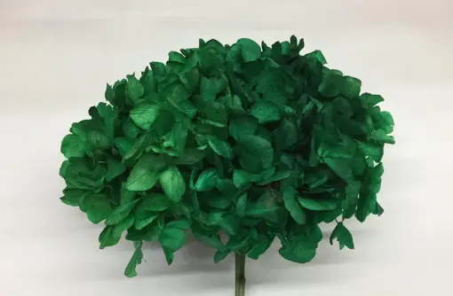 Imagen de Ramo de hortensias glicerinadas de color verde oscuro
