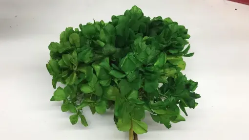 Imagen de Ramo de hortensias glicerinadas de color verde medio