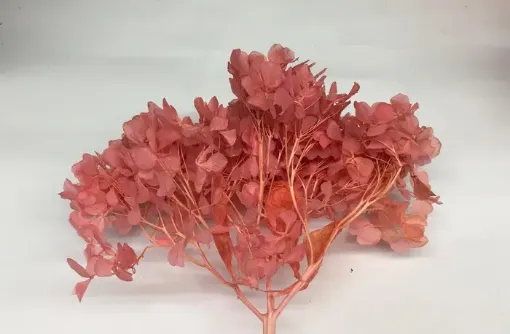 Imagen de Ramo de hortensias glicerinadas de color rosado claro