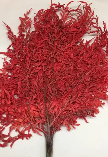 Imagen de Ramo de calaguala plana seca color rojo