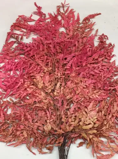 Imagen de Ramo de calaguala plana seca color rosado