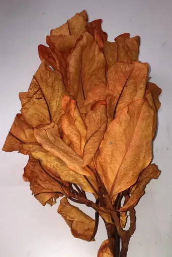 Imagen de Ramo de magnolia seca color naranja