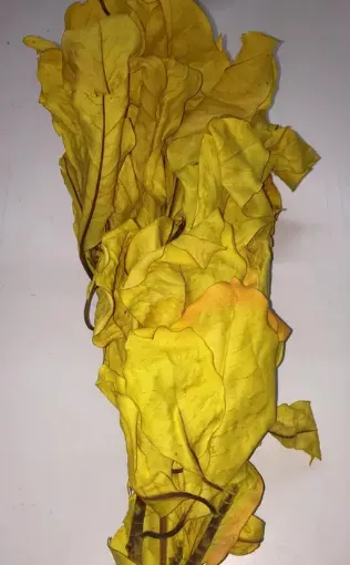 Imagen de Ramo de magnolia seca color amarillo