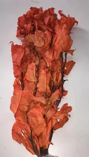 Imagen de Ramo de brachichito seco para arreglos florales color Naranja
