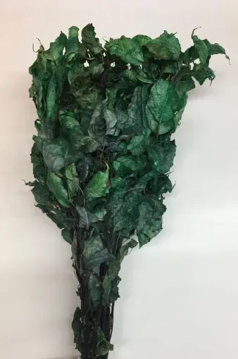 Imagen de Ramo de brachichito seco para arreglos florales color Verde oscuro