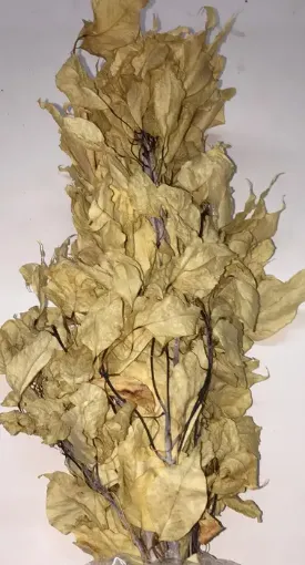 Imagen de Ramo de brachichito seco para arreglos florales color Blanco