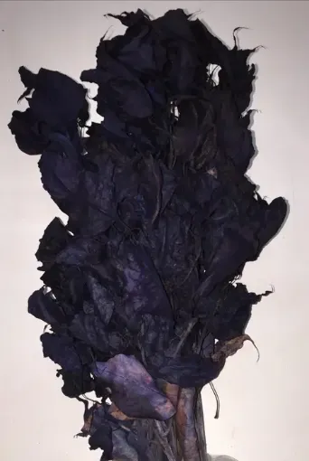 Imagen de Ramo de brachichito seco para arreglos florales color Violeta