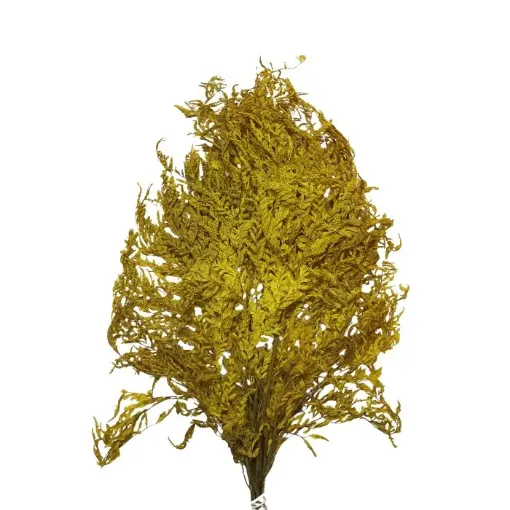 Imagen de Ramo de calaguala seca enrollada o crespa de color amarillo