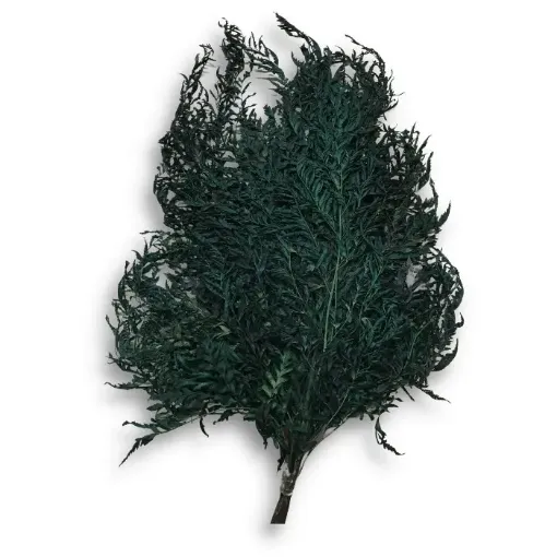 Imagen de Ramo de calaguala seca enrollada o crespa de color verde oscuro