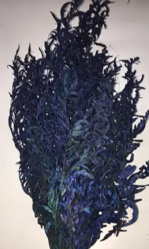 Imagen de Ramo de calaguala seca enrollada o crespa de color violeta
