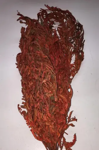 Imagen de Ramo de calaguala seca enrollada o crespa de color rojo