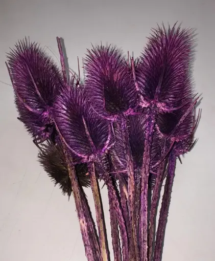 Imagen de Ramo de cardos secos color violeta