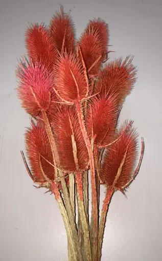 Imagen de Ramo de cardos secos color rojo