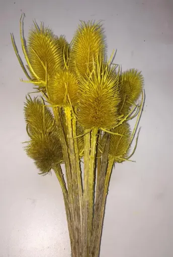 Imagen de Ramo de cardos secos color amarillo