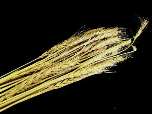 Imagen de Ramo de espiga de trigo natural 30 unidades aprox. 80cms.