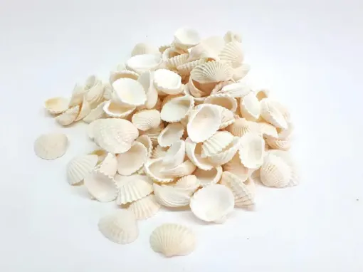 Imagen de Caracoles en bolsa de organza tipo conchas blancas *500grs.